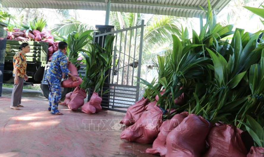 Tiếp[-]nhận[-]3.000[-]cây[-]dừa[-]giống[-]phủ[-]xanh[-]quần[-]đảo[-]Trường[-]Sa[-]do[-]thị[-]xã[-]Hoài[-]Nhơn[-](Bình[-]Định)[-]trao[-]tặng